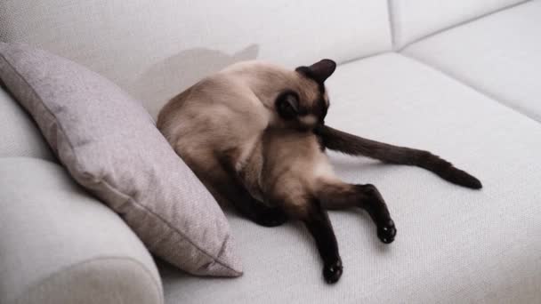 シラミ猫の美しい品種の動物 国内ペット 白い家のソファグルーミング自体の屋内 怠惰な昼寝 — ストック動画