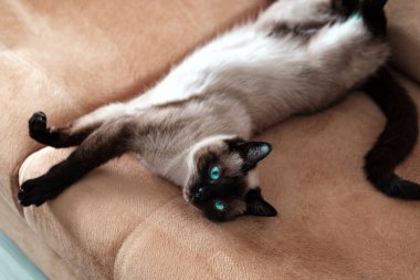 young siamese cat or thai breed feline on the couch showing tummy in hot weather indoor pet