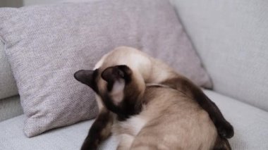 Genç siyam kedisi rahat evinde kendini tımar ediyor.