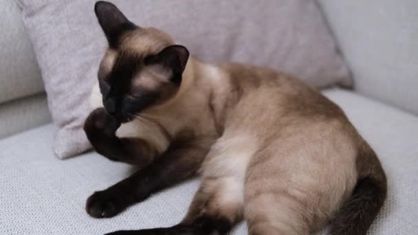 Νεαρή Σιαμαία Γάτα Περιποίηση Εαυτό Της Άνετο Σπίτι — Αρχείο Βίντεο