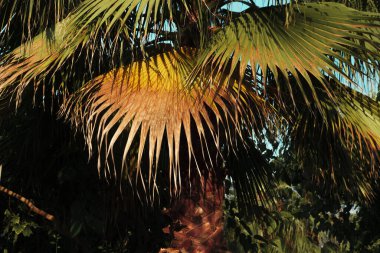 Ağaçtaki kuru palmiye yaprakları Sokakta doğal günbatımı renkleri