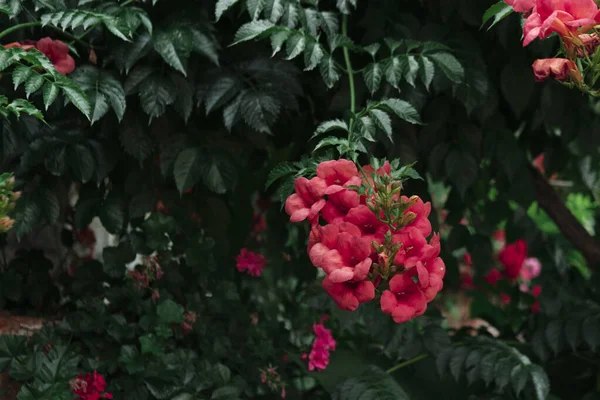 Kínai Rózsa Vagy Hibiszkusz Virágos Háttér Napos Meleg Nyári Kert — Stock Fotó