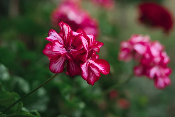 Geranium Pelargonia Kwitnące Kwiaty Zewnątrz Ogrodzie Kamienna Ściana Piękny Wewnętrzny — Zdjęcie stockowe