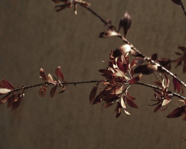 Sonbahar arka planında, ağaç dalında kuru kahverengi yapraklar