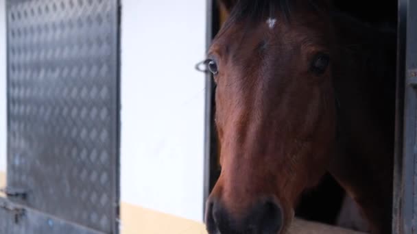 Mooi Bruin Paard Stal — Stockvideo