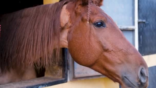 Kvinna Petting Häst Och Utfodring Med Gröna Blad Mänskliga Djur — Stockvideo