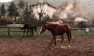 At çiftliğinde siyah ve kestane rengi atlar. Manege 'de bedava. Sonbahar renkleri.