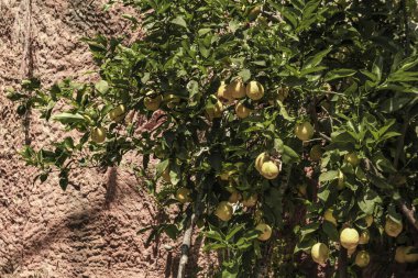 Iemon ağacı parlak sarı meyveler ve yeşil yapraklar eski duvar arka planında, güneşli yaz zamanı konsepti