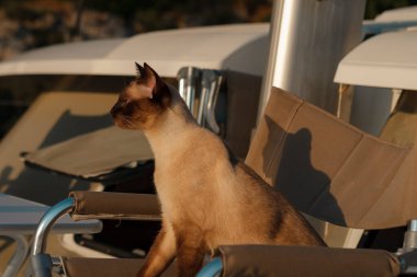 Genç siyam kedisi, güneşin doğuşunda rahat bir şekilde sandalyede oturuyor beyaz katamaran yelkenli teknesinin güvertesinde sabah kahvesini içiyor.