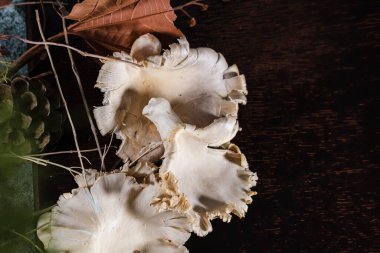 Koyu arka planda taze istiridye mantarları, kuru yapraklar, doğal dekorasyon, pişirmeye hazır, ormandan ya da mantar çiftliğinden.