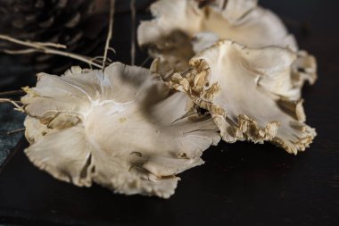 taze, mantar, istiridye, istiridye mantarı, doğal, organik, orman, mantar avı, mantar toplama, mantar arama, mantar arama, ahşap, toplanma, sonbahar, sonbahar, hasat, yiyecek, siyah, kuru, yapraklar, Pleurotus ostreatus, vejetaryen, protein, nu