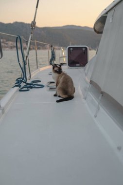 Genç siyam kedisi yelkenli teknenin beyaz güvertesinde oturuyor. Yat iplerinin yanında.