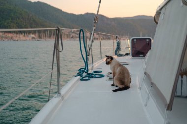 Genç siyam kedisi, yat iplerinin yanındaki beyaz yelkenli teknesinde oturmuş denize bakıyor ve suyu seyrediyor.