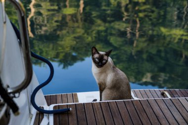 Meşe ağacından yapılmış tahta güvertede oturan siyam kedisi. Katamaran yelkenli teknesi, su, yansımalar, inanılmaz doğa, hayvan arkadaş, evcil hayvan seyahat konsepti.