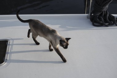 Siyam kedisi yürüyüşü, çoklu gövdeli katamaran yelkenlisinin beyaz güvertesini keşfetmek, evcil hayvan arkadaşı, evcil hayvan seyahat konsepti