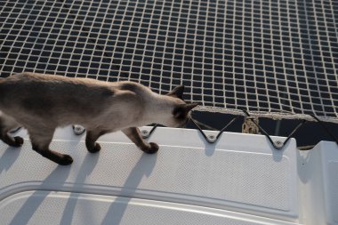 Siyam kedisi yürüyüşü, beyaz güverte keşfi ve çoklu gövdeli katamaran yelkenli ağı, evcil hayvan arkadaşı, evcil hayvan güvenliği konsepti.