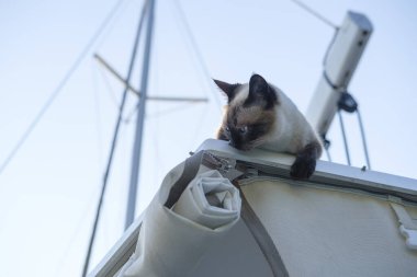 Genç siyam kedisi yelkenliyle, gökyüzüyle, direğiyle, yelkenliyle gezerken etrafı keşfediyor.