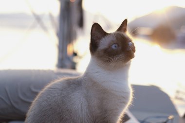Genç dişi siyam kedisi meraklı portre sakin bir anda güneşli bir gündoğumunda yelkenli teknesinin güvertesinde evcil hayvanlarla lüks bir yolculuk yapıyor.