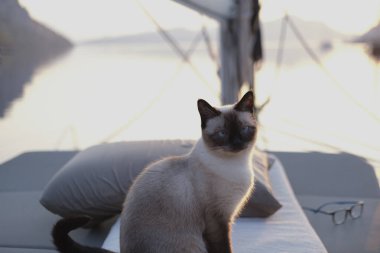 Genç dişi siyam kedisi meraklı portre sakin bir anda güneşli bir gündoğumunda yelkenli teknesinin güvertesinde evcil hayvanlarla lüks bir yolculuk yapıyor.