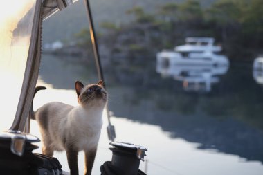 Genç dişi siyam kedisi meraklı portre sakin bir anda güneşli bir gündoğumunda yelkenli teknesinin güvertesinde evcil hayvanlarla lüks bir yolculuk yapıyor.