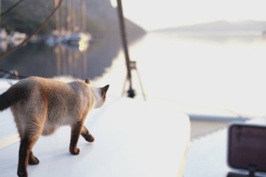 Genç siyam kedisi yelkenli teknede dolaşırken etrafı keşfediyor.