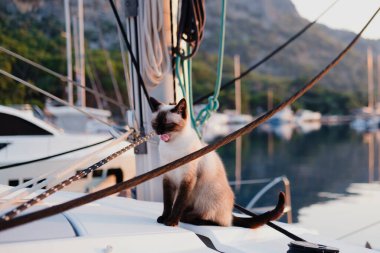 Genç siyam kedisi beyaz katamaran yelkenli teknesinin güvertesinde iplerin etrafında yürüyor, esniyor.
