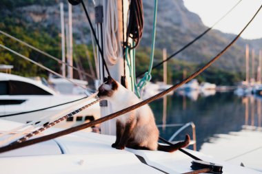 Genç siyam kedisi beyaz katamaran yelkenli teknesinin güvertesinde, iplerin etrafında yürüyor.