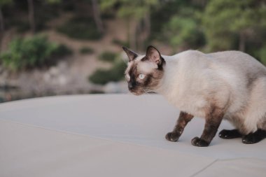 Doğal ortamda siyam kedisi, açık hava kaşifi evcil hayvan