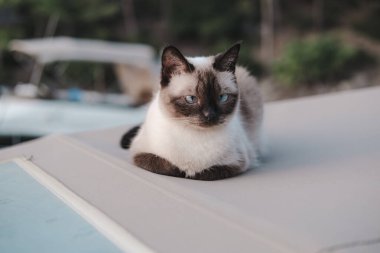 Genç dişi siyam kedisi, merak uyandıran bir portre. Yelkenli teknenin en üst güvertesinde sakin bir anda oturuyor, evcil hayvanlarla seyahat ediyor.