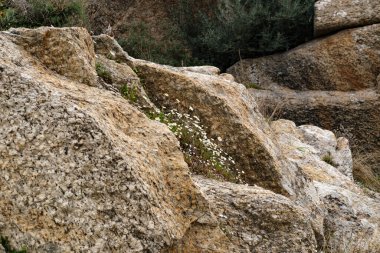 Mugla 'daki Bafa Gölü etrafında inanılmaz volkanik oluşumlar, hindi, yumuşak beyaz papatya çayı çiçekli kayalar.