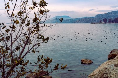 Bafa Gölü 'nün sakin sularında, bulutlu mavi dağlarda, doğal kıyı şeridinde bir sürü siyah yaban ördeği, geçiş kuşları