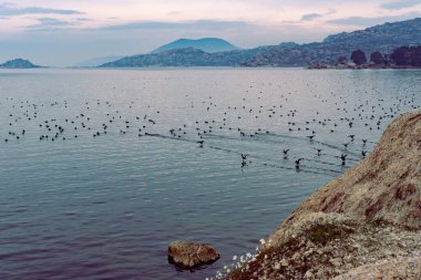 Bafa Gölü 'nün sakin sularında, bulutlu mavi dağlarda, doğal kıyı şeridinde bir sürü siyah yaban ördeği, geçiş kuşları