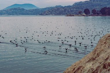 Bafa Gölü 'nün sakin sularında, bulutlu mavi dağlarda, doğal kıyı şeridinde bir sürü siyah yaban ördeği, geçiş kuşları
