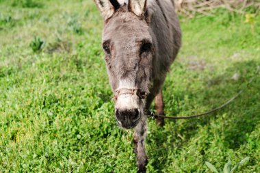 Çayırda yeşil çimlerin üzerinde evcil eşek bağlanmış.