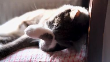 Kedi kendini temizler, görüntüleri kapatır, kedi kürkü, gözleri ve kulakları yalar.