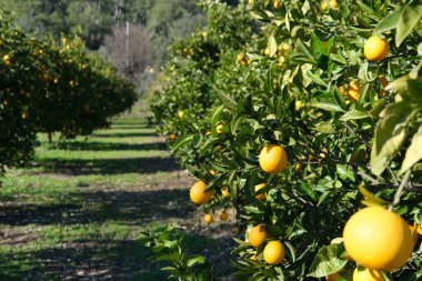 Portakal ağaçlı bahçe, organik mediyteratif tarım konsepti, güneşli doğal arka plan.