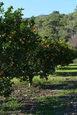 portakal organik orchird uzun ağaçlar olgun narenciye meyveleriyle sıralanır