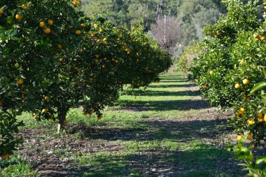 Portakal ağaçlı bahçe, organik mediyteratif tarım konsepti, güneşli doğal arka plan.