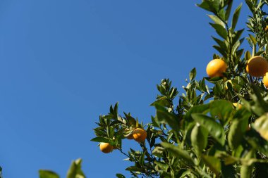 Portakal ağaçlı bahçe, organik mediyteratif tarım konsepti, güneşli doğal arka plan.