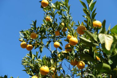 Portakal ağaçlı bahçe, organik mediyteratif tarım konsepti, güneşli doğal arka plan.