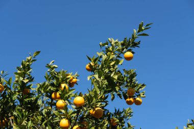 Portakal ağaçlı bahçe, organik mediyteratif tarım konsepti, güneşli doğal arka plan.