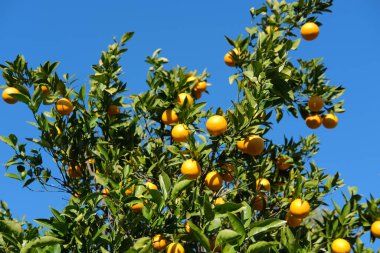 Portakal ağaçlı bahçe, organik mediyteratif tarım konsepti, güneşli doğal arka plan.