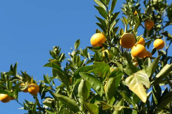 Portakal ağaçlı bahçe, organik mediyteratif tarım konsepti, güneşli doğal arka plan.
