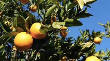 Turunçgiller bahçesinde olgun portakal ağaçları, mavi gökyüzü arka planı, tarım organik endüstrisi.