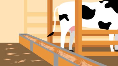 Beyaz benekli inek çiftlikte bir ahırda