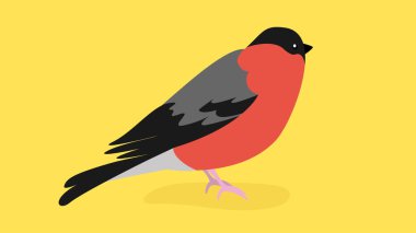 Saka kuşu patilerinin üzerinde oturur ve önüne bakar.