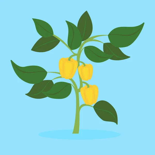 Arbusto Pimentão Amarelo — Vetor de Stock