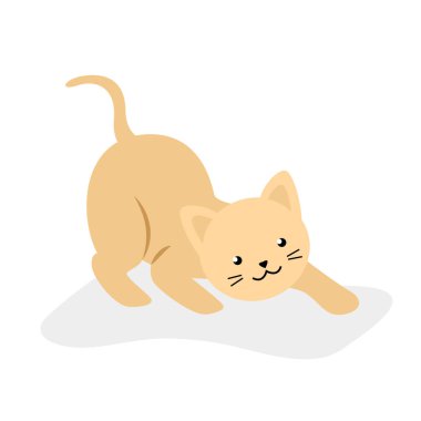 Beyaz arka planda gülümseyen sevimli bir kedi.