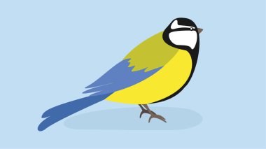 Yellow-blue tit looks to the right