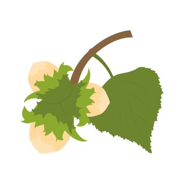 Meşe dalı olan bir bitkinin vektör çizimi